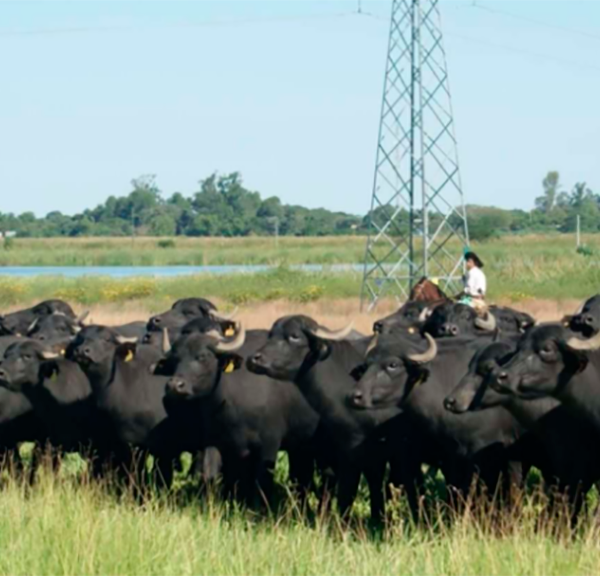 Los búfalos mostraron buenos precios en la Fiesta Provincial de Corrientes