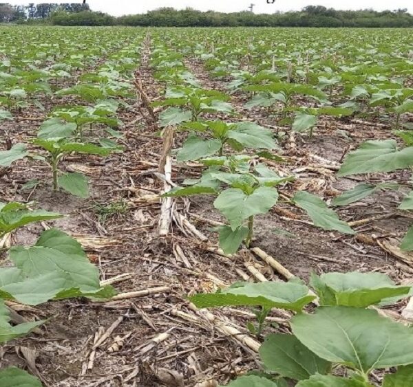 Los girasoles evolucionan muy bien en el centro norte santafesino