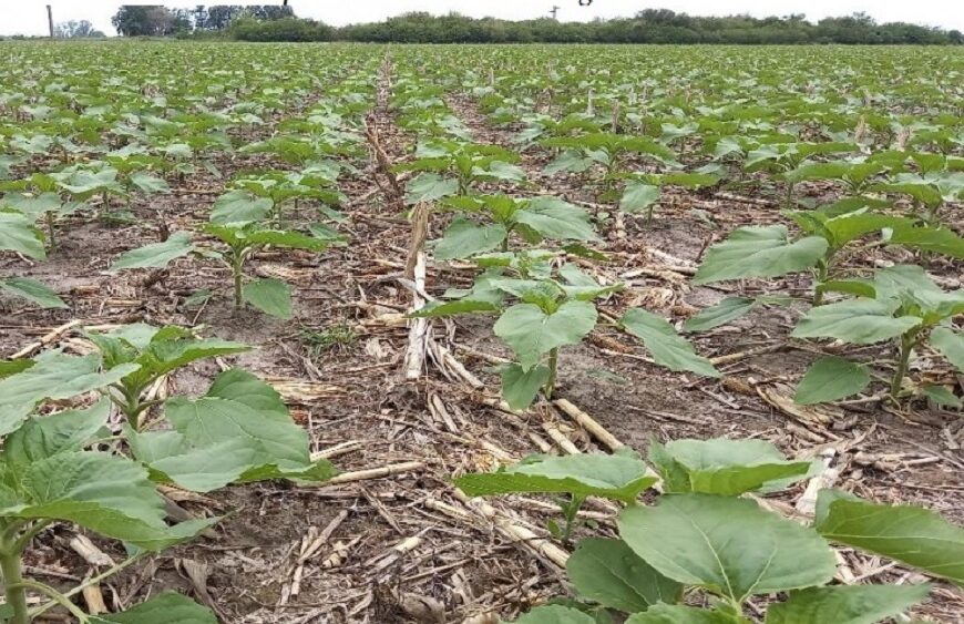 Los girasoles evolucionan muy bien en el centro norte santafesino