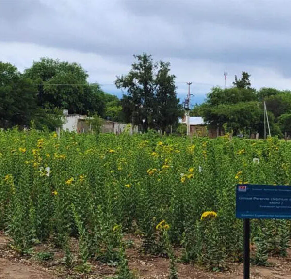 Estudian el potencial del girasol perenne como alternativa forrajera