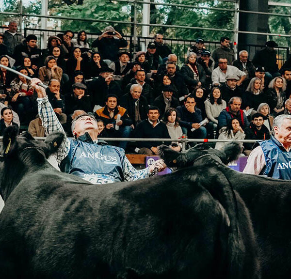 Se esperan más de 850 reproductores en la Expo Angus de Otoño