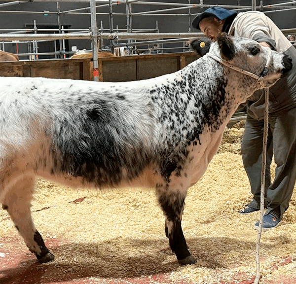 Speckle Park, una nueva genética bovina que pisa fuerte en Palermo con cría nacional